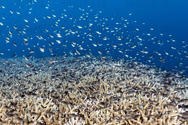 Swarm of damselfish