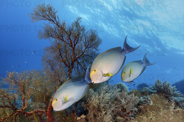 Yellowfin surgeonfish