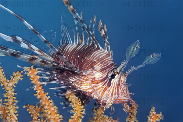 Red Lionfish