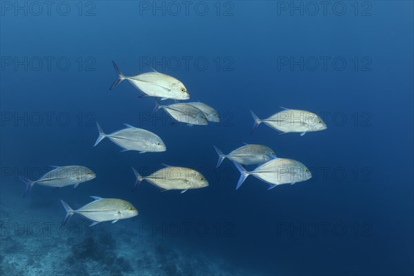 Swarm bluefin trevally