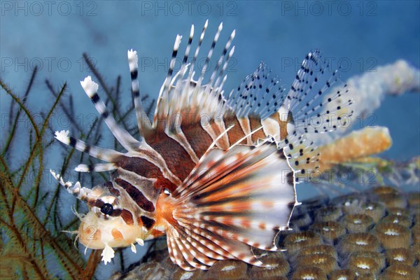 Zebra turkeyfish