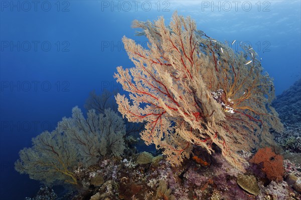 Reef drop-off with large Melithaea gorgonians