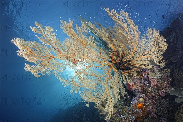 Reef drop-off with large Melithaea gorgonians