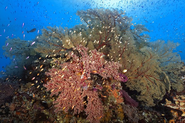 Coral reef with large Melthaea gorgonian