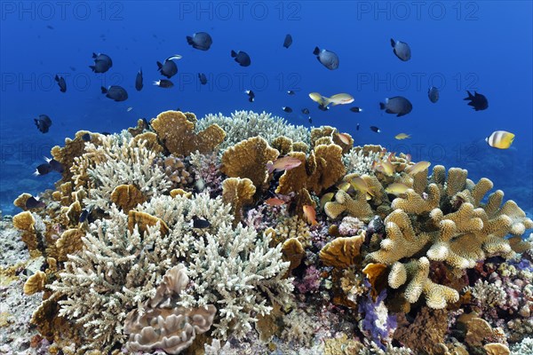 Coral reef with various hard corals