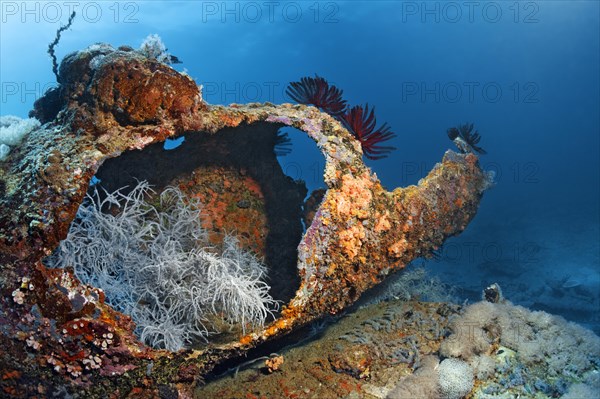 Spaghetti Finger Leather Coral