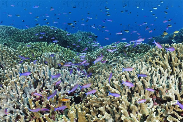 Coral reef