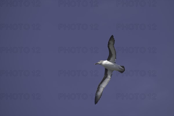 Grey-headed Albatross