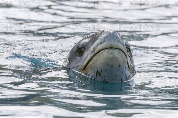 Leopard Seal