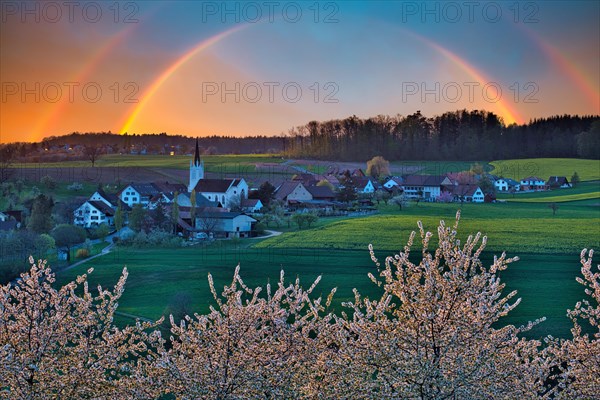 Blossoming cherry trees