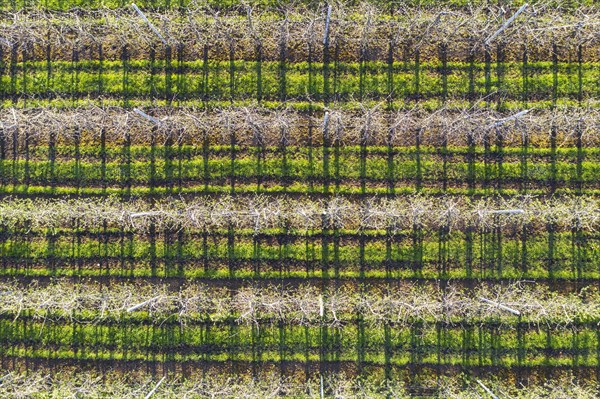 Apple tree plantation from above