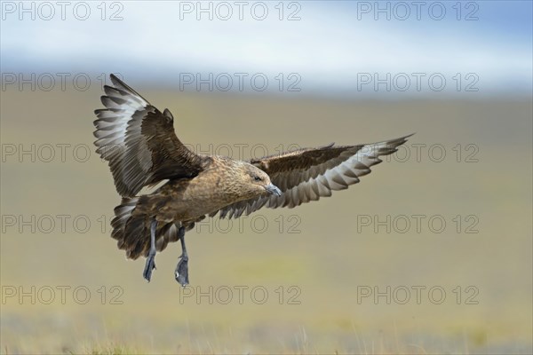 Skua