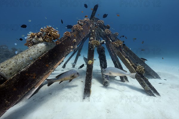 Coral rearing of stony corals