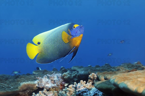 Blueface Angelfish