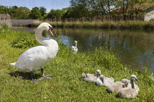 Mute swans