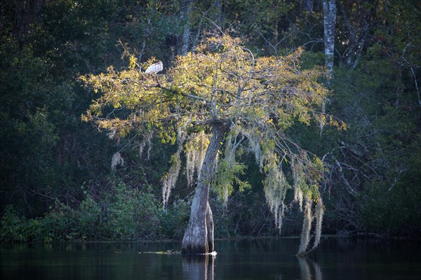 Tree with Spanish moss