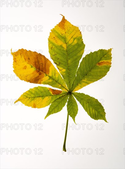 Autumn coloured chestnut trees leaf