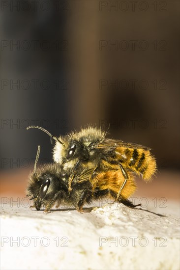 Hornfaced bee