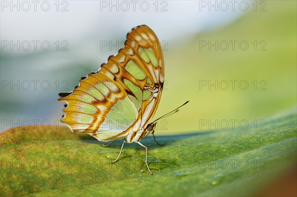 Malachite butterfly