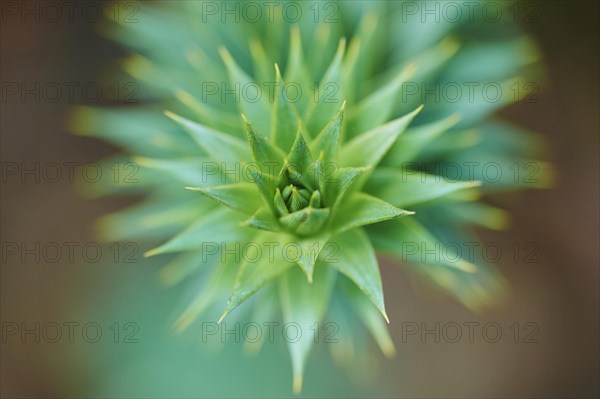 Monkey puzzle tree