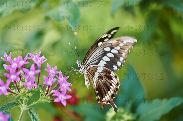 Giant swallowtail