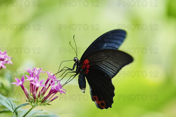 Scarlet Mormon or red Mormon