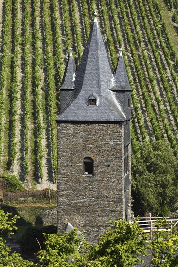 Vineyard and Steeger Tor