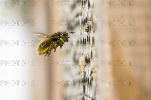 Hornfaced bee