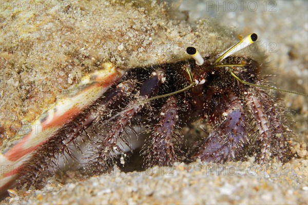 Hairy Red Hermit crab