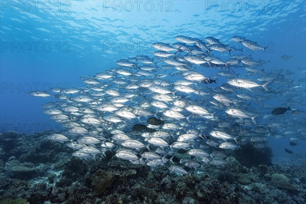 Swarm Bigeye trevallies