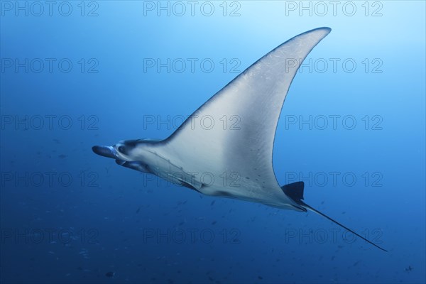 Reef manta ray