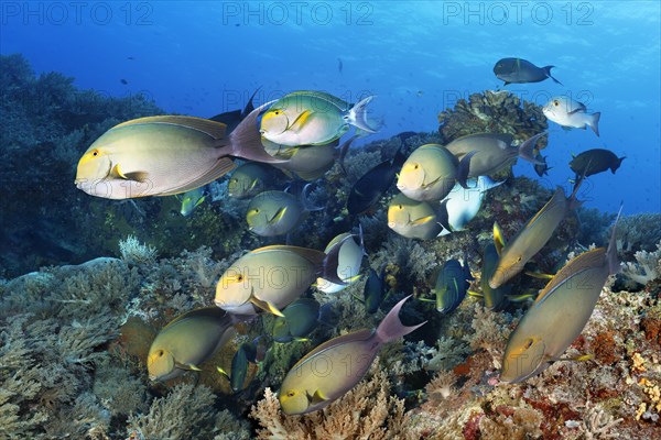 Swarm of fish Yellowfin surgeonfish