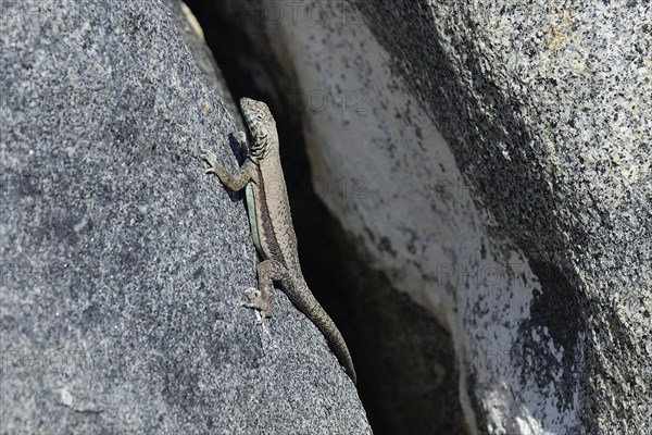 Atacamen Pacific iguana