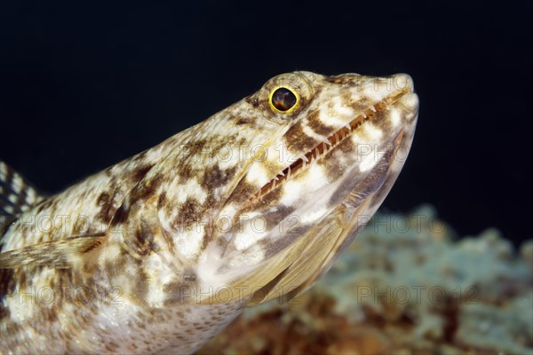 Lizardfish