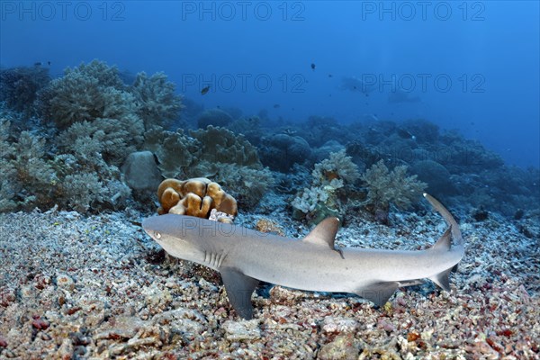 Whitetip reef shark