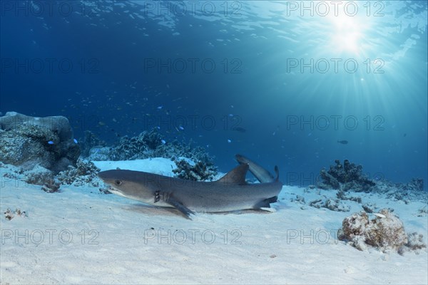 Whitetip reef shark