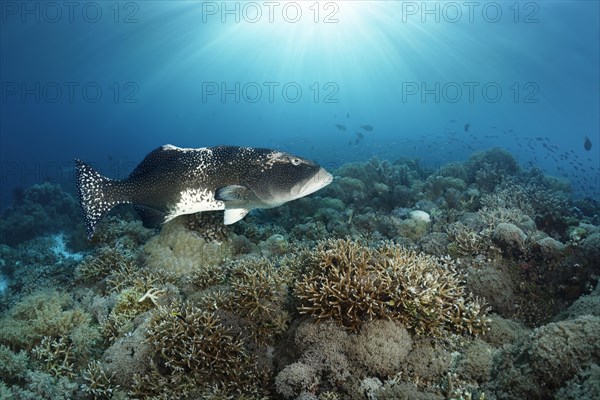 Blacksaddled coralgrouper