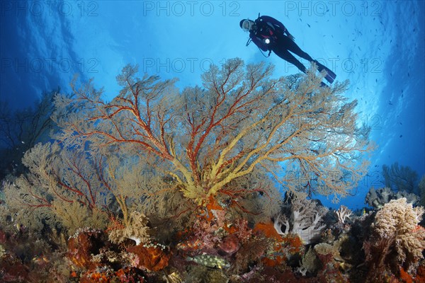 Diver viewing large Melithaea gorgonian