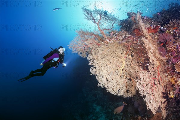 Diver viewing large Melithaea Gorgonian