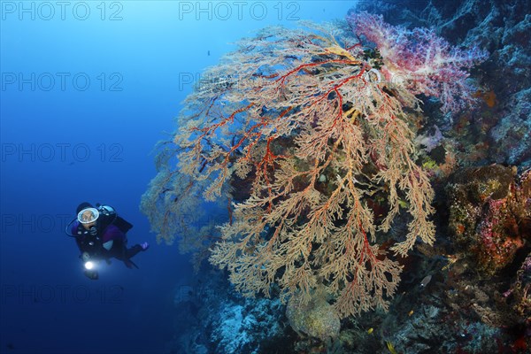 Diver viewing large hanging Melithaea Gorgonian