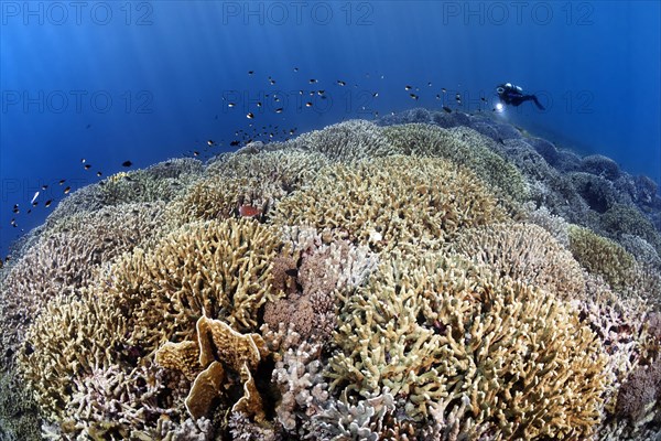 Diver swims over coral reef