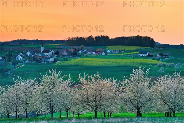 Blossoming cherry trees in the evening