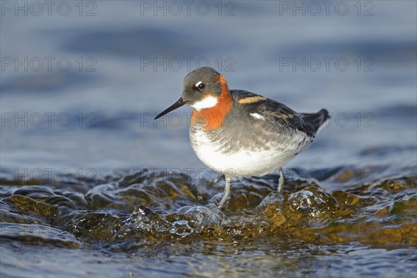 Red-necked Phalarope