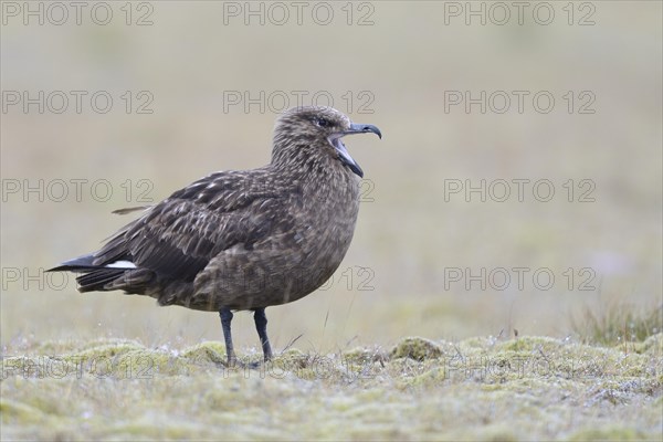 Skua