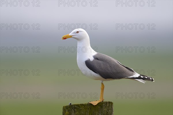 Lesser black-backed gull