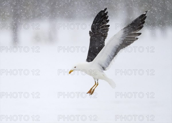 Lesser black-backed gull in flight