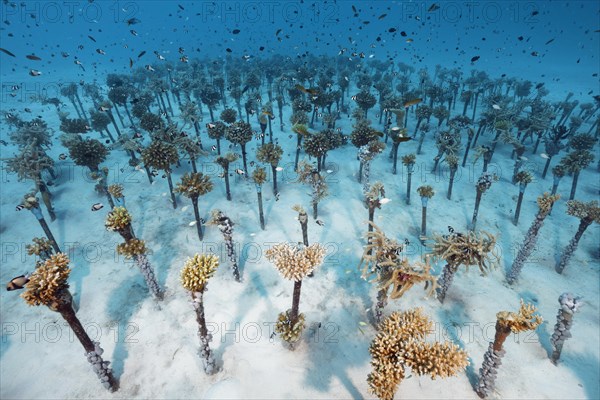 Coral breeding of hard corals