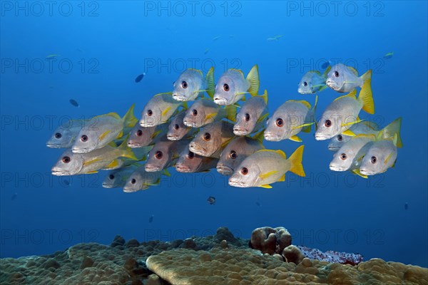 Swarm of fish Ehrenberg's Snapper