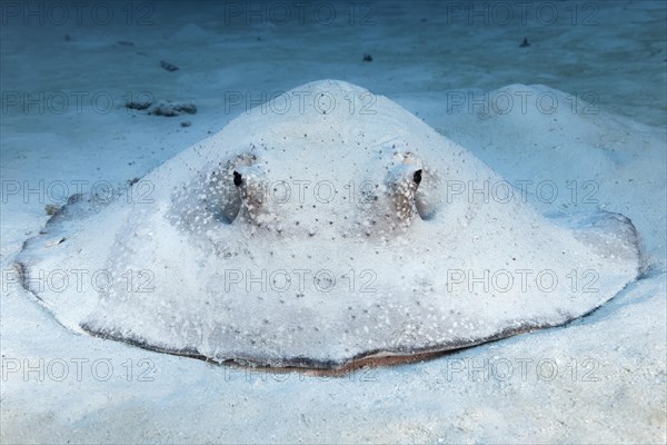 Porcupine ray