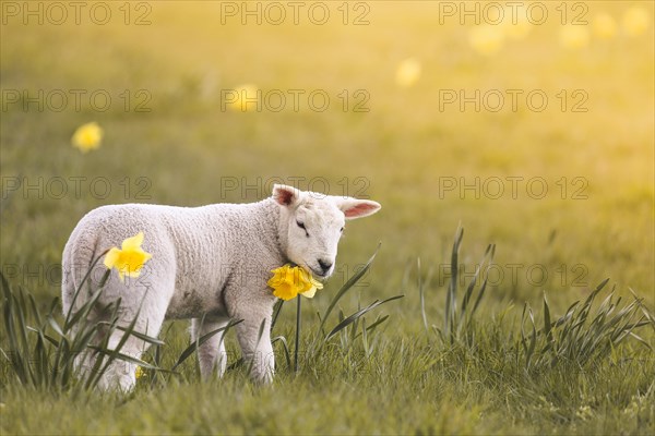 Domestic sheep